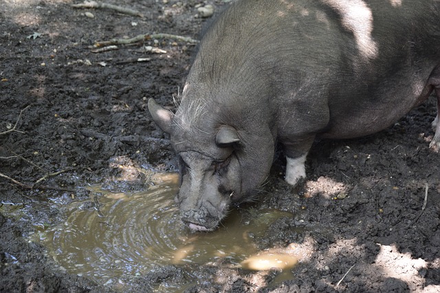 北京国安在 北京国安在