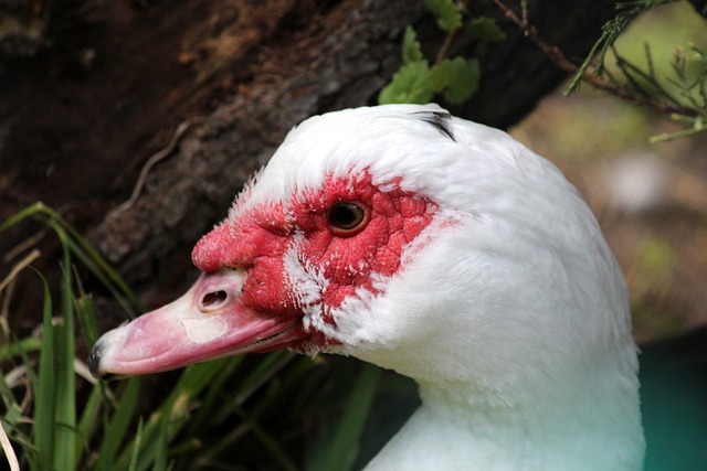 的偶像之一 的偶像之一